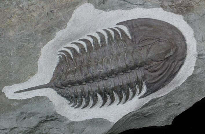 Early Cambrian Psedosaukianda Trilobite - Morocco #62716